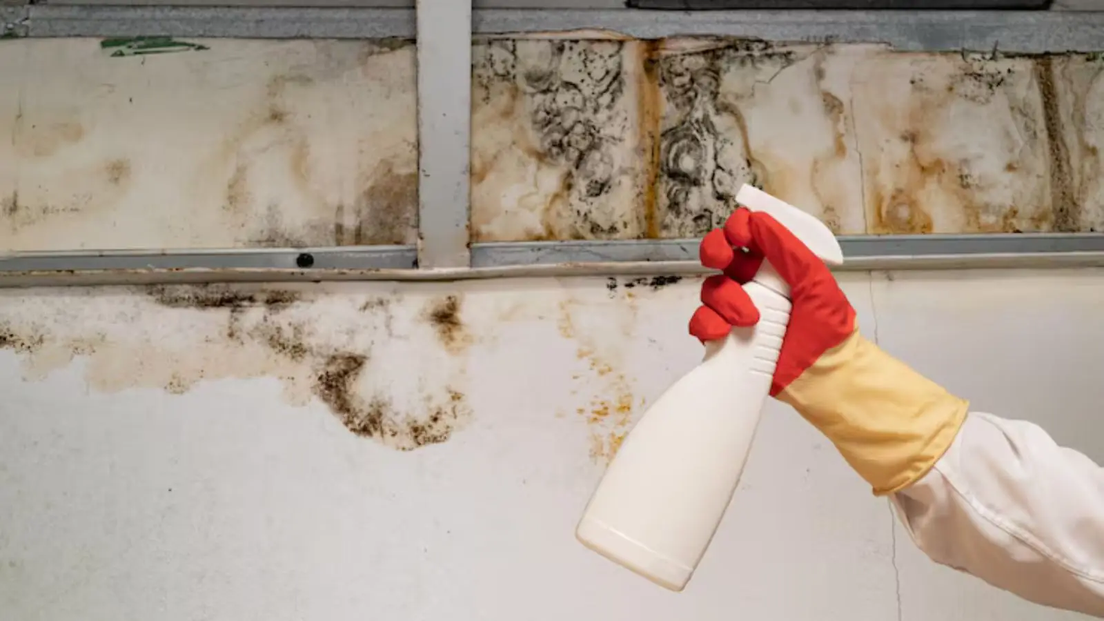Gloved hand spraying a cleaner on mold-stained wall studs