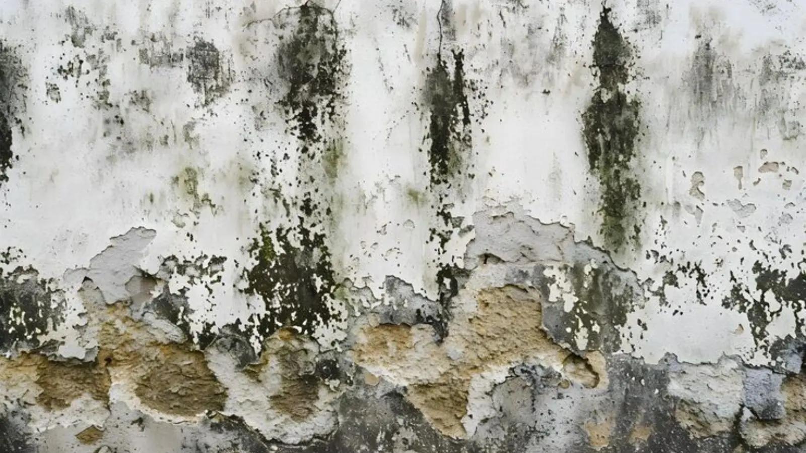 Dark mold spreading across a peeling wall