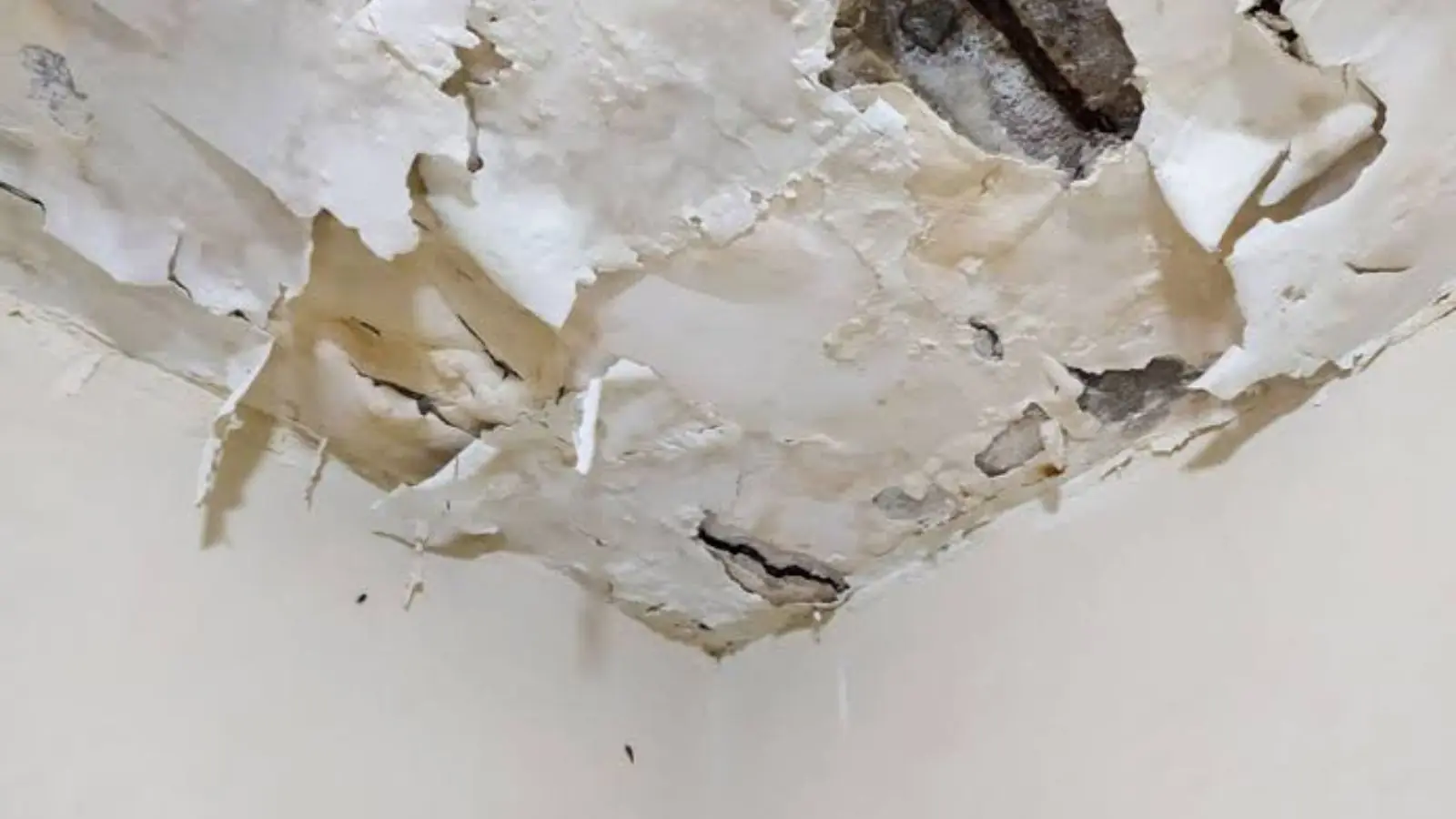Peeling paint and damaged drywall on a water-stained ceiling